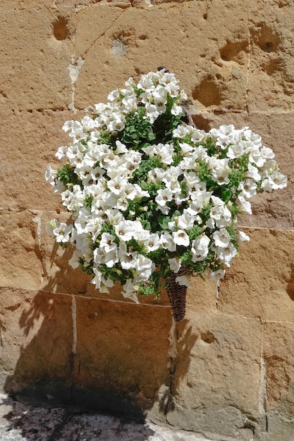 Display of white Petunias attached to a wall in Pienza