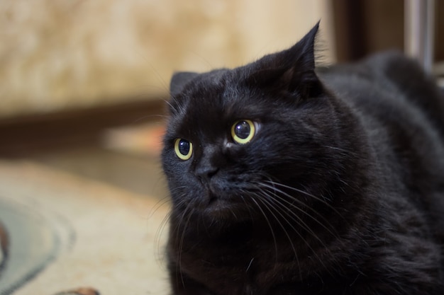 The displeased black cat lies and watches suspiciously