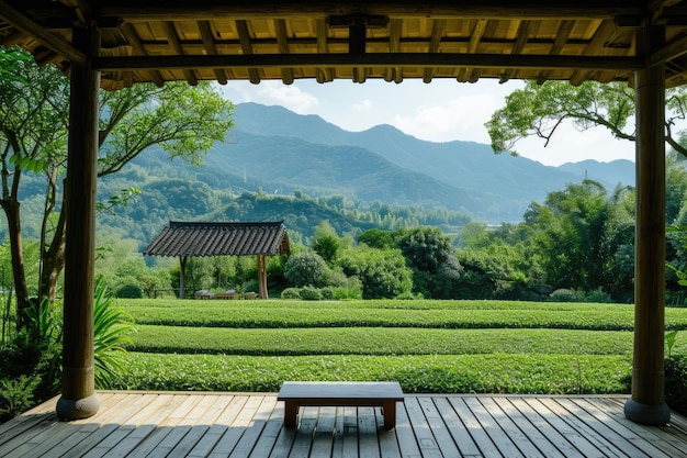 distant mountain In a real tea garden green tones and the sun is shining