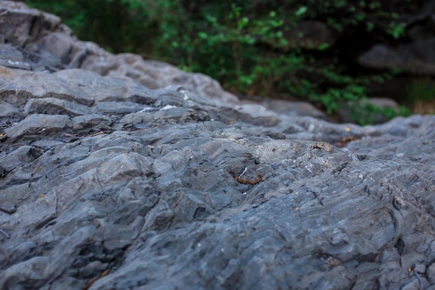 Distant view of frog on rock formation