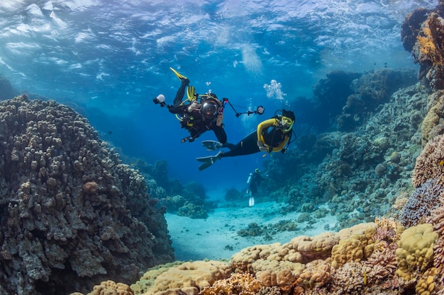 Divers dive on a tropical reef with a blue background