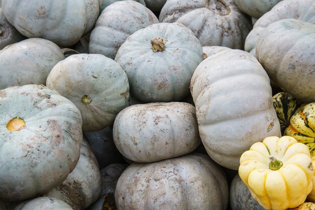 Diverse assortment of pumpkins ,close up. Autumn harvest.