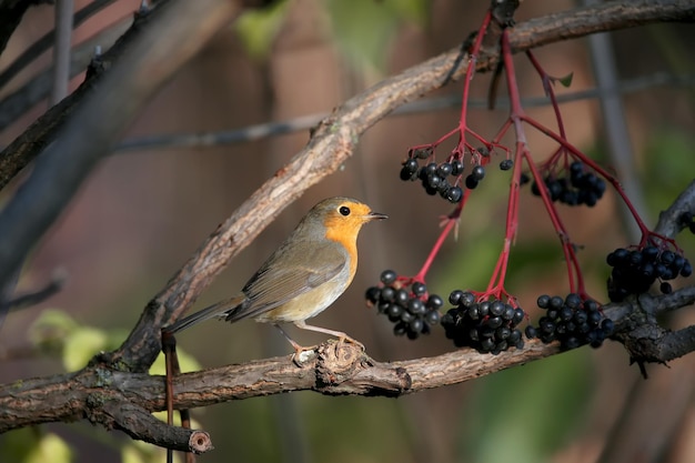 Diverse Robin