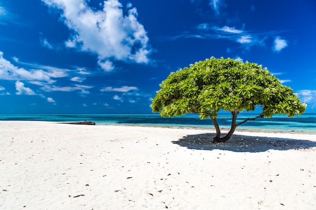 Photo divi divi tree on white sand with blue sky. idyllic tropical nature scenic.