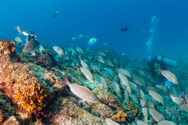 Diving in colorful reef underwater