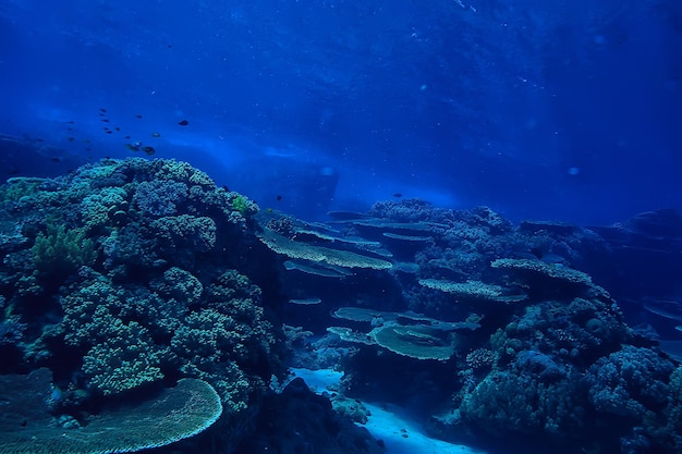 diving into water / sea scene, rest in the ocean, wildlife under water