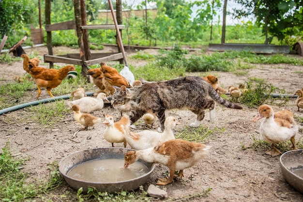 Divorce poultry A group of young ducklings teenage chickens in the farmyard pecking food