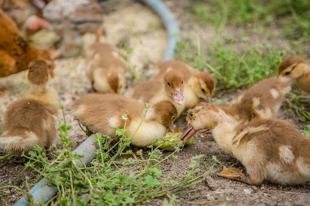 Divorce poultry A group of young ducklings teenage chickens in the farmyard pecking food