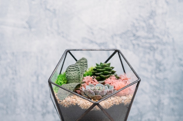 Photo diy florarium. natural interior decor. succulents and moss arrangement in glass geometric vase.