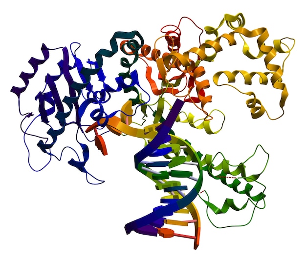 DNA polymerase I. An enzyme that participates in the DNA replication