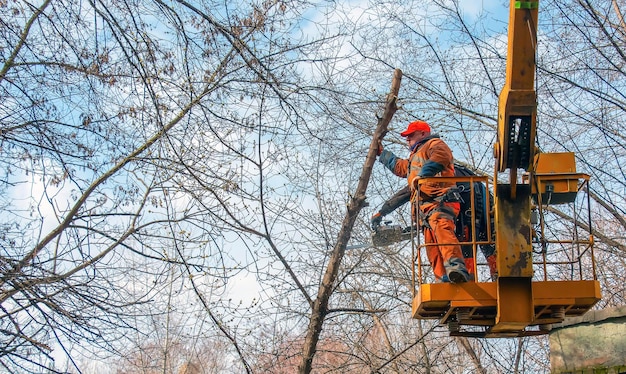 Dnepr Ukraine 03202024 workers stand with a chainsaw in a crane basket and trim dangerous trees