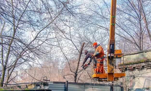 Dnepr Ukraine 03202024 workers stand with a chainsaw in a crane basket and trim dangerous trees