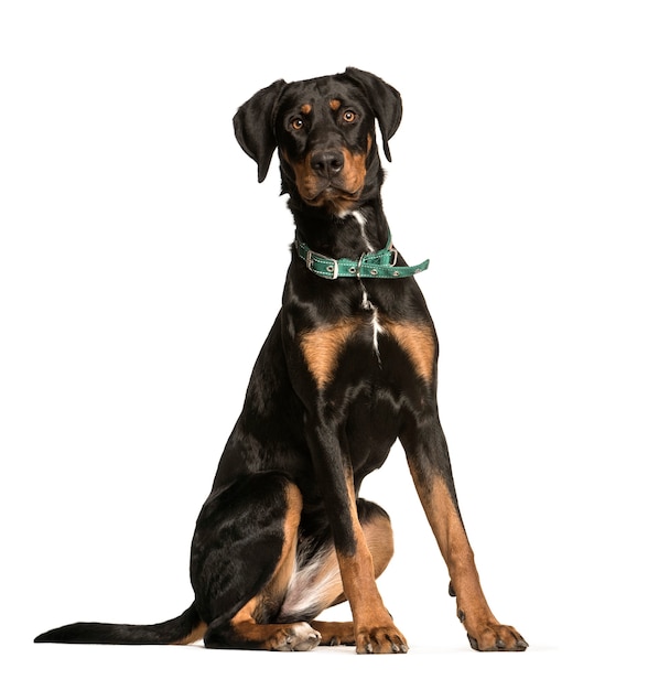 Doberman, 10 years old, sitting in front of white surface