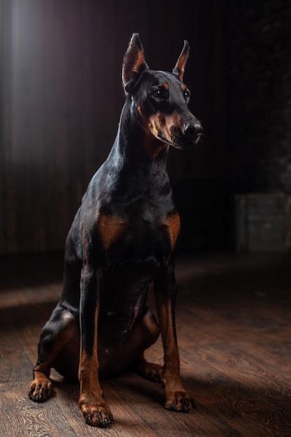 Photo doberman pinscher against black background front view