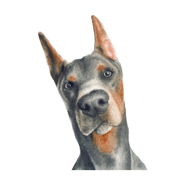 Doberman pinscher dog watercolor illustration