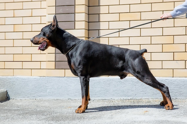 Doberman pinscher on a leash