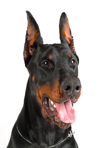 Doberman with tongue out of the mouth