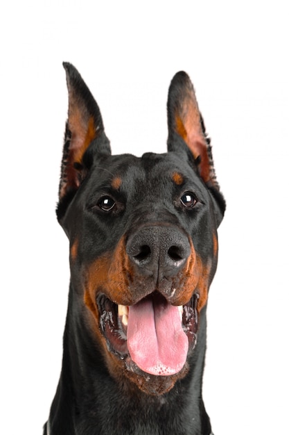 Doberman with tongue out of the mouth