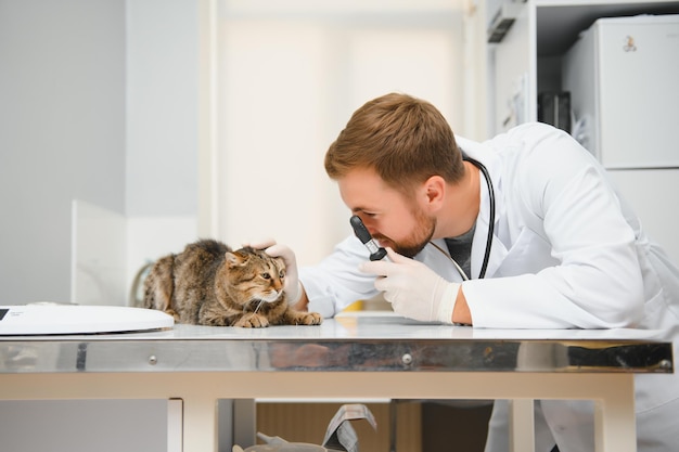 Doctor are examining a sick cat Veterinary clinic concept Services of a doctor for animals health and treatment of pets