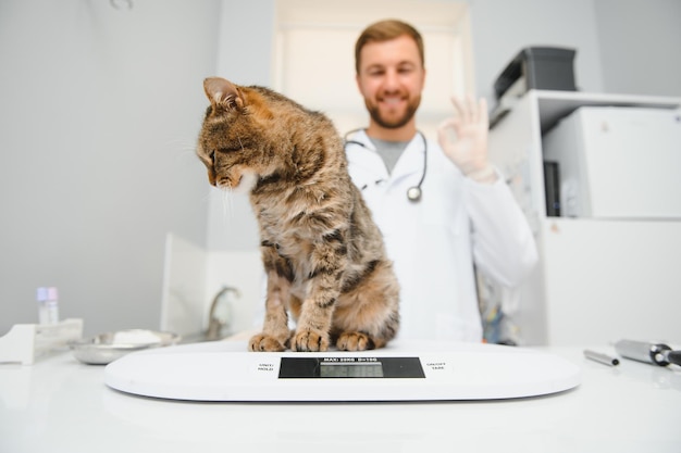 Doctor are examining a sick cat Veterinary clinic concept Services of a doctor for animals health and treatment of pets