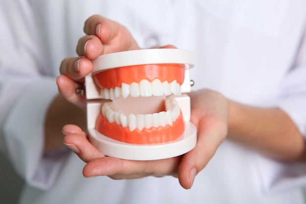 Doctor dentist demonstrates a model of teeth in his hands