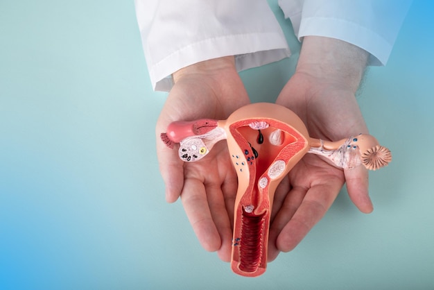 Doctor Gynecologist holds model of female reproductive system in the hands Help and care concept