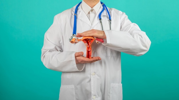 Doctor Gynecologist holds model of female reproductive system in the hands Help and care concept