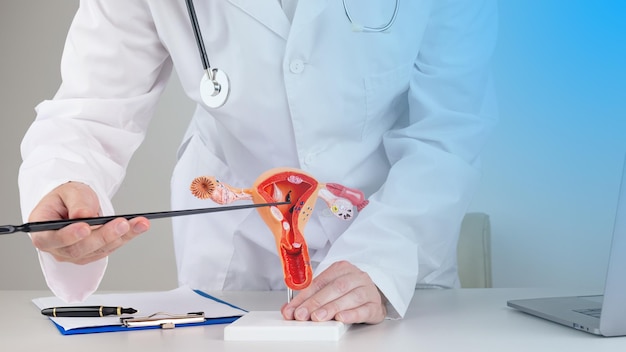 Doctor gynecologist pointing model of female reproductive system on his desktop