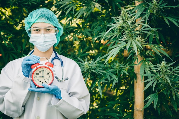 Doctor hand holding times clock in Sativa Cannabis Marijuana plant legal agriculture farm