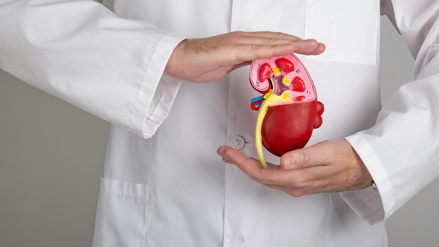 Doctor hands holding kidneys shape Health care medical insurance concept