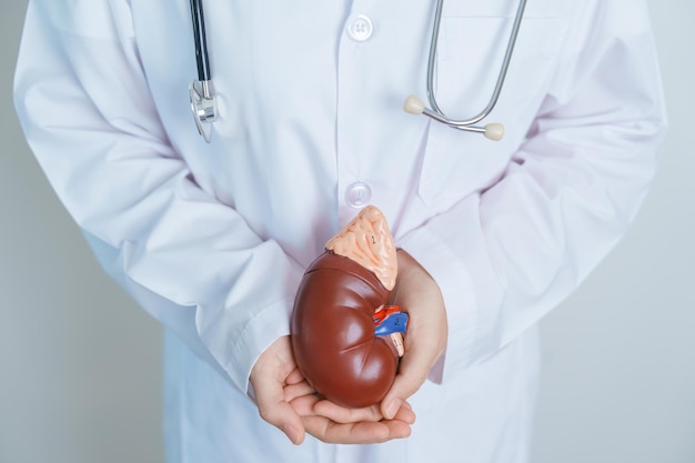 Doctor holding Anatomical kidney Adrenal gland model disease of Urinary system and Stones Cancer world kidney day Chronic kidney Urology Nephritis Renal and Transplant concept