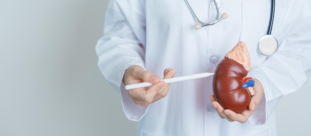 Doctor holding Anatomical kidney Adrenal gland model disease of Urinary system and Stones Cancer world kidney day Chronic kidney Urology Nephritis Renal and Transplant concept