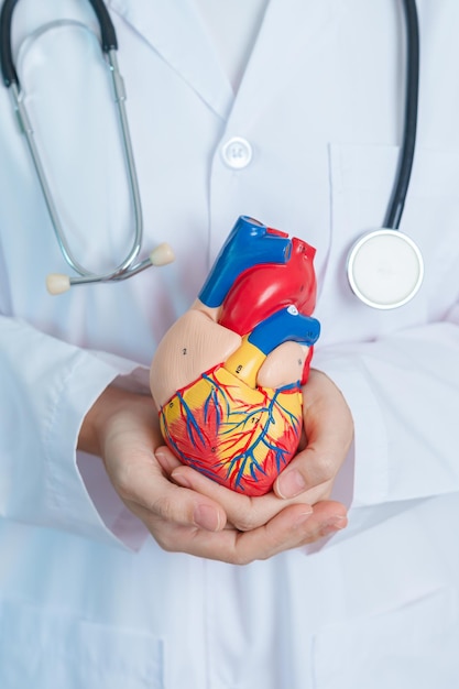 Doctor holding human Heart model Cardiovascular Diseases Atherosclerosis Hypertensive Heart Valvular Heart Aortopulmonary window world Heart day and health concept