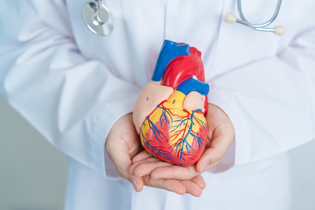 Doctor holding human Heart model Cardiovascular Diseases Atherosclerosis Hypertensive Heart Valvular Heart Aortopulmonary window world Heart day and health concept