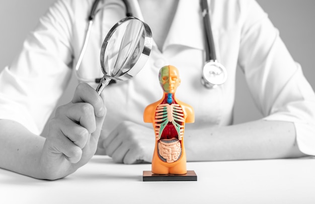 Doctor holding magnifying glass over 3d human model with internal organs Medical checkup concept Woman in lab coat sitting at table with loupe