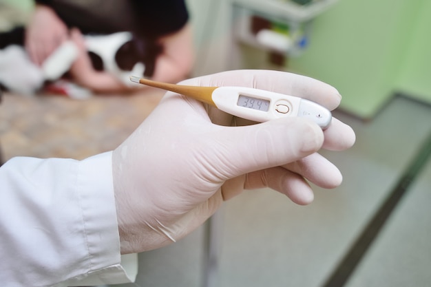 The doctor's vet measures the temperature of the cat in the veterinary clinic.