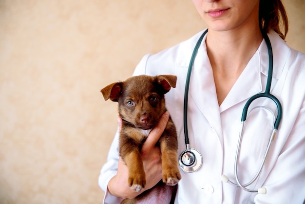 Doctor veterinarian examining a dog