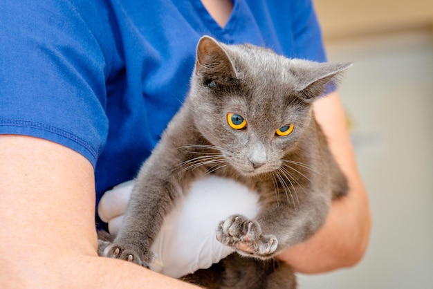 Doctor veterinarian is holding cute cat Burmese cat at veterinary officePet HealthcareCloseup