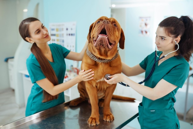 Doctors examining a very cute dog in veterinary clinic Dogue de bordeaux Medicine pet animals