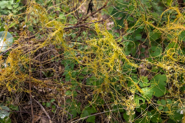 Dodder cuscuta parasitic plant choking the agricultural crops in the fields