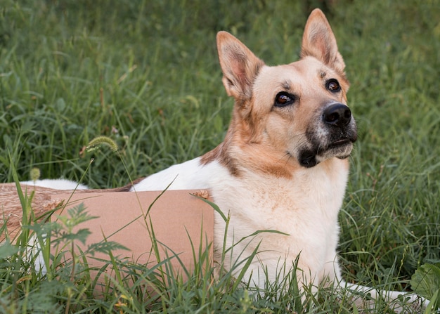 Dog for adoption sitting on grass