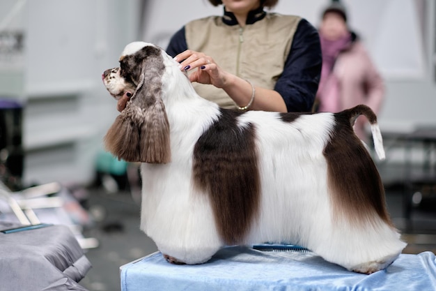 A dog American Cocker spaniel with a long wool skirt in a rack