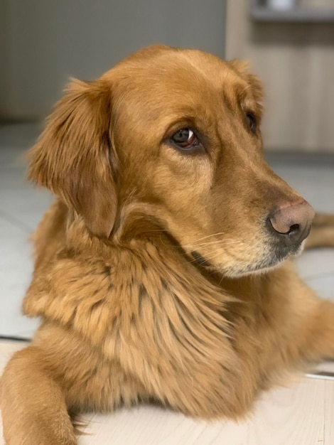 Dog American Golden Retriever looks cunningly with an eyebrow