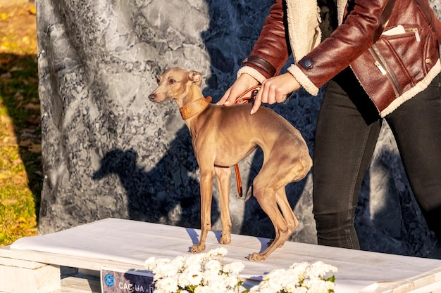 A dog of the Arabian greyhound sloughi breed near the owner poses during the photo shoot