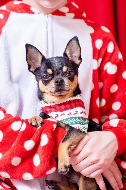 Dog in arms Portrait of a chihuahua pet in a Christmas bandana