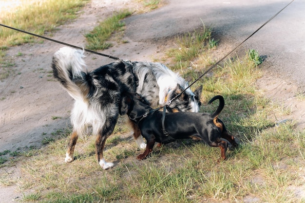 A dog of the Australian Shepherd breed plays with a dachshund