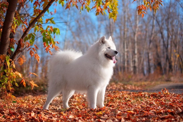 Dog in autumn forest. Yellowd leaves on the ground. Samoyed dog breed