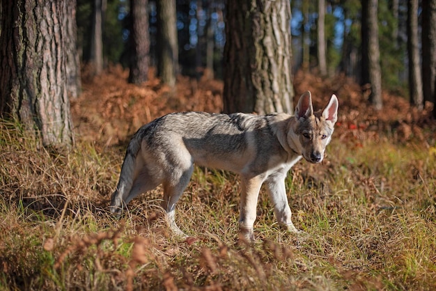 Dog in the autumn forest