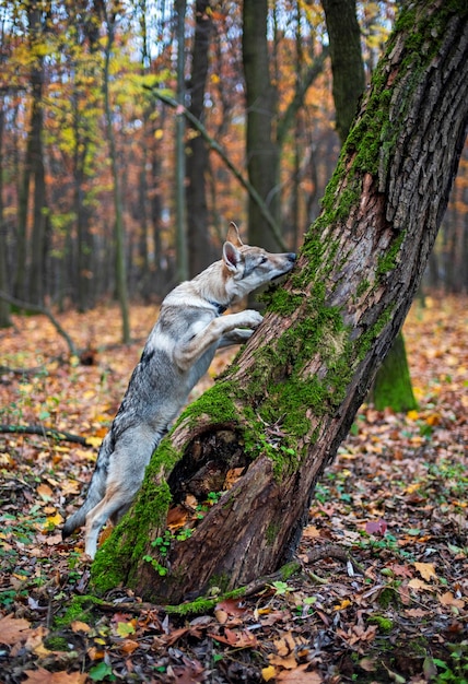 Dog in the autumn forest