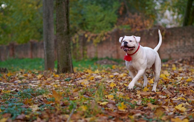 Dog in autumn park Funny happy cute dog breed american bulldog runs smiling in the fallen leaves Orange golden autumn concept